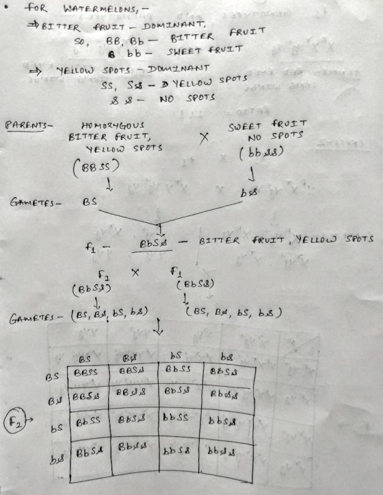 FOR WATERMELONS, - BITTER FRUIT - DOMINANT, So, BB Bb - BITTER FRUIT 6 bb, SWEET FRUIT – YELLOW SPOTS - DOMINANT SS, S58 - OY