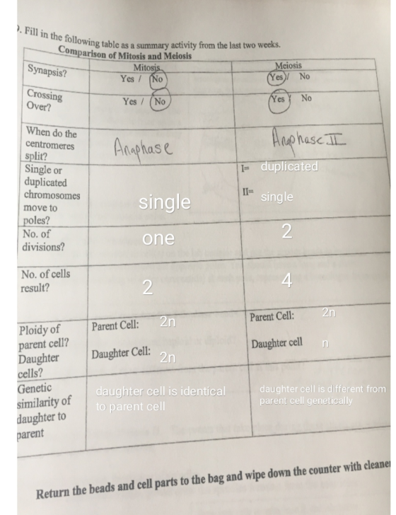 Fill in the following table asa summary activity from the last two weeks. Comparison of Mitosis and Meiosis Synapsis? Meiosis