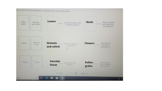 atch each terrestrial adaptation in plants to its correct description. Leaves Roots Obtain minerals and water from environmen