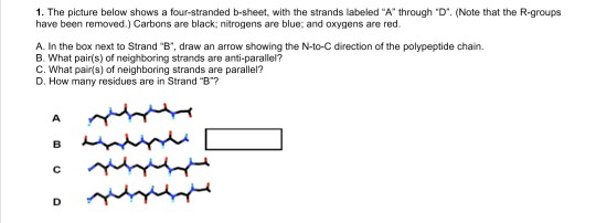 1. The picture below shows a four-stranded b-sheet, with the strands labeled A through D. (Note that the R-groups have been