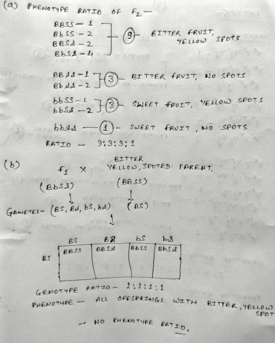 (a) PHENOTYPE RATIO of fz – BBSS - 1 Bb SS - 2 BBSS-2 Bbs 2 - 4 BITTER FRUIT YELLOW spots BB SS-1 BITTER FRUIT, NO SPOTS 2 -
