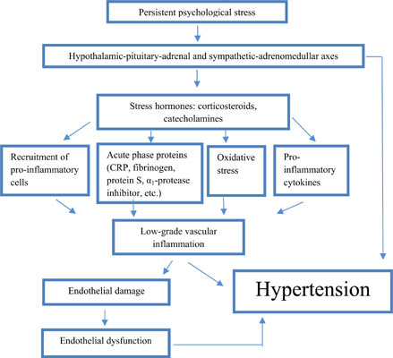 Persistent psychological stress Hypothalamic-pituitary-adrenal and sympathetic-adrenomedullar axes Stress hormones: corticost