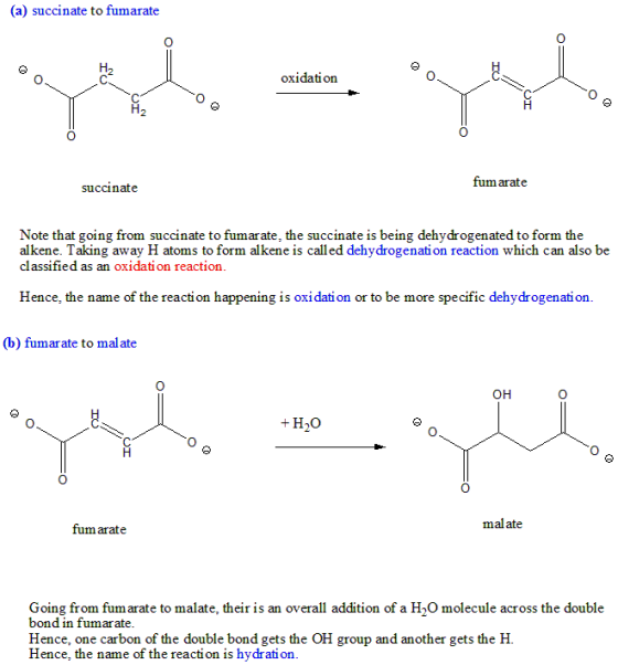 (a) succinate to fumarate oxidation succinate fum arate Note that going from succinate to fumarate, the succinate is being de