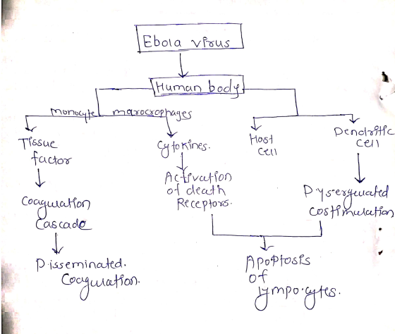 [Ebola vious human bodyt - monocyte Improcrophages Dendritic cell Tissue factor Host Cell Cytokines. Activation of death Rece