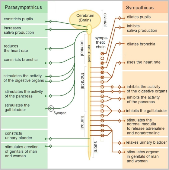 Parasympathicus Sympathicus constricts pupils Cerebrum (Brain) dilates pupils cranial increases saliva production inhibits sa