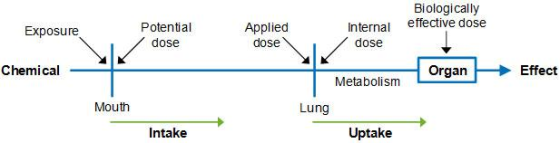 Biologically effective dose Exposure Potential dose Applied dose Internal dose Chemical Organ Effect Metabolism Mouth Lung In