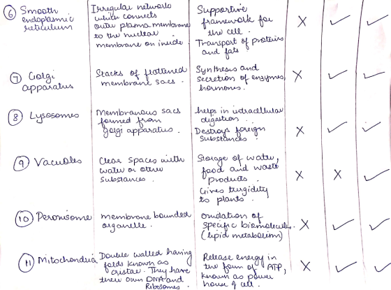 . x o Smooth endoplasmic reticulum Irregular netwerlo I which connects supportive outer plasma membrane framewolle for 1x to