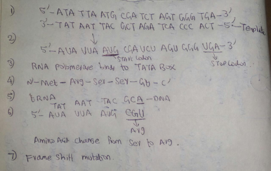 5-ATA T TA ATG CGA TCY AGT GGG TG 3 TAT AAT TAC GCT AGA TCA CCC ACTTevpl A-3 2) -A UA VUA AUG CCA UCU AGU a UGA-3 S RNA TAT
