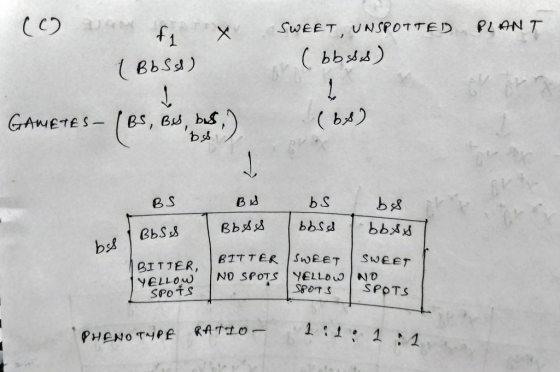 00 U AM fix (Bbss) SWEET, UNSPOTTED PLANT (bbsss) GAMETES- BS, BU, bes, (bs) طوط BS BS Bbas BS obss be bbys Bbss bes BITTER,