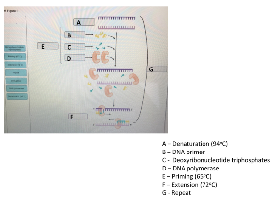 t Figure 1 Repeat ONA primer DNA A Denaturation (94°C) B - DNA primer C - Deoxyribonucleotide triphosphates D DNA polymerase