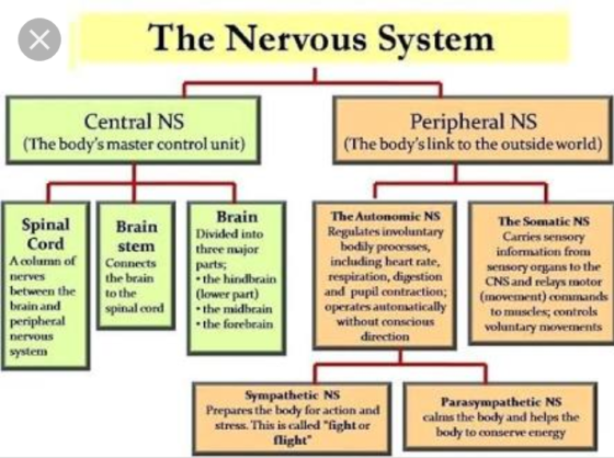 The Nervous System Central NS (The bodys master control unit) Peripheral NS (The bodys link to the outside world) Spinal Co