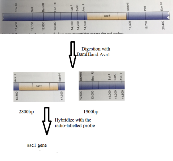 SSC1 寸寸 Digestion with BamHIand Aval SSC1 寸寸 2800bp 1900bp Hybridize with the radio-labelled probe sscl gene