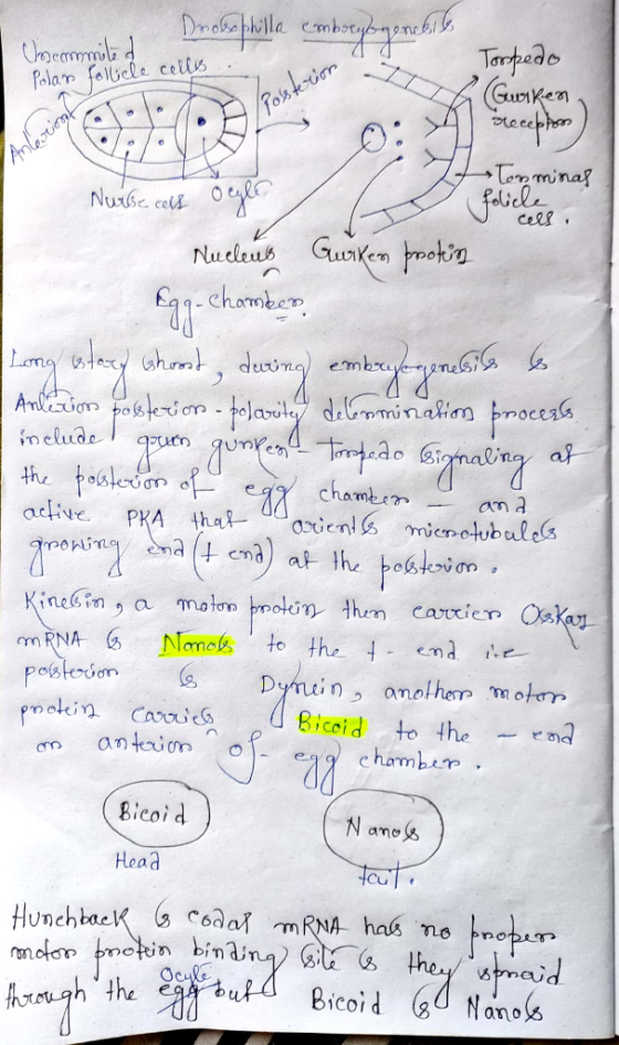 Drobabilla combeyb ganes Chocomila Polans follicle cells . Torpedo G (Gurken Aposterion stecepten O: 941 Anleront Nurse call