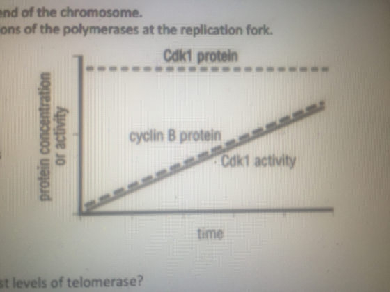 What causes the “end replication problem?”