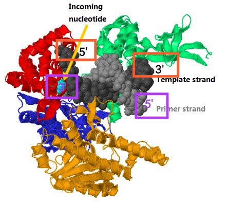 Incoming nucleotide 3 Template strand Primer strand