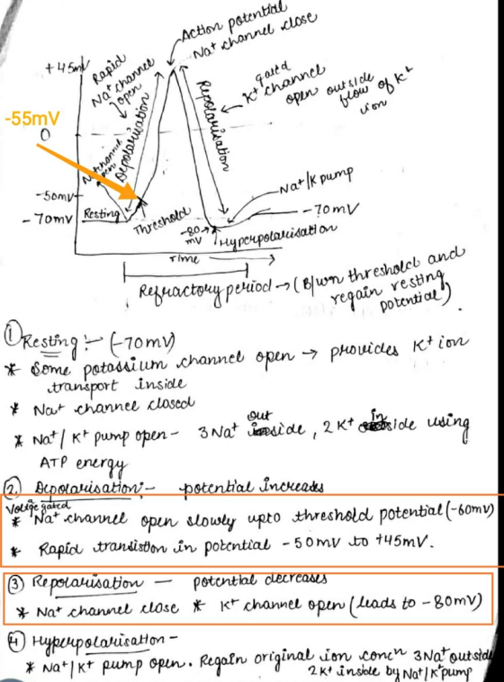 Action potential Natichannel close + 45ml Rapid Natchannel gated Kt channel open outside Lopen flow of kt um -55mV 0 Ntchanne