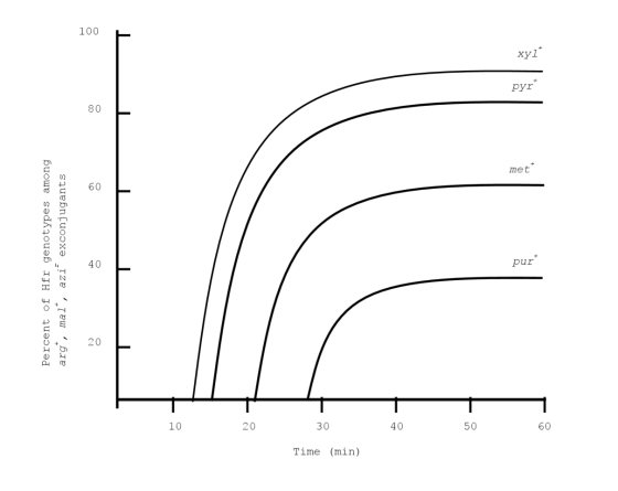 100 xyl pyr* met Percent of Hfr genotypes among arg, mal, azi exconjugants pur* 10 20 30 1 40 50 60 Time (min)
