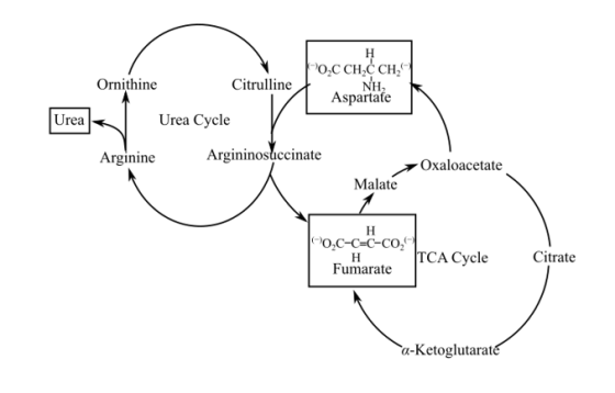 Omithine spartatie Citrulline NH Aspartafe Urea Cycle Arginine Argininosuccinate Oxaloacetate Malate o,C-C-C-CO2 Fumarate TCA