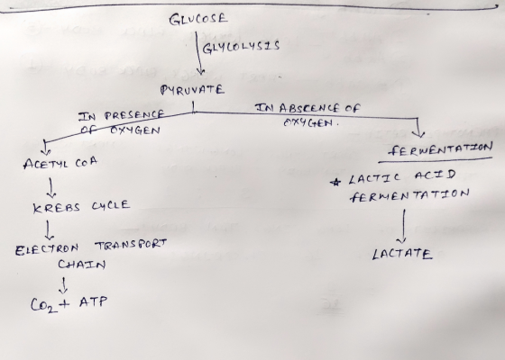 GLUCOSE GLYCOLYSIS PYRUVATE IN PRESENCE of OXYGEN IN ABSCENCE OF OXYGEN. FERWENTATLON ACETYL COA * LACTIC ACID FERMENTATION K