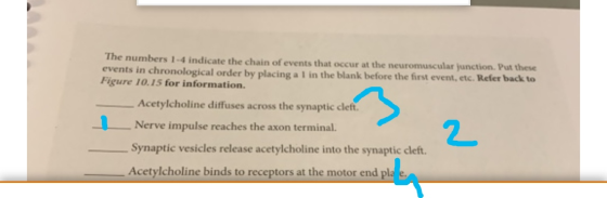 The numbers 1-4 indicate the chain of events that occur at the neuromuscular junction. Put these events in chronological orde