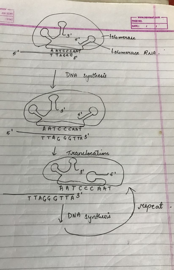 PAGE NO. DATE: te telomerase RNA . DNA-Synthesis AATCCCART TTAGG G TTA3 apeat DNA Synhans --