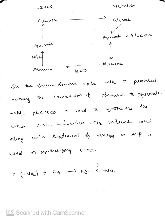 LIVER MUSCLE Glueose Glucose Pyeovate lactate Pyuuvate MILE Alanine Alanine BLOOD -NH₂ produced In the glueuse-alanine cycle