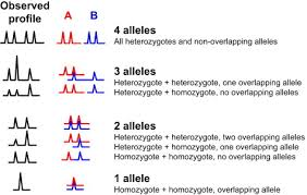Observed profile A B U M L ULUL 4 alleles All heterozygotes and non-overlapping alleles EN ALL A 3 alleles Heterozygote + het