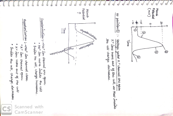 50+. Memb Potential (mv) : -55 Time TIMENTIM At position :- Voltage gated kt channel are open K+ ions move out of the cell, s
