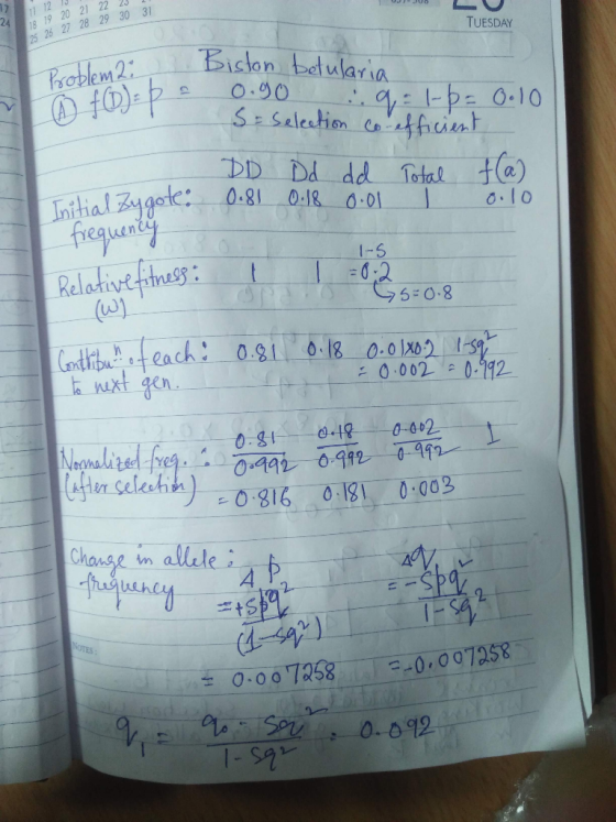 12 13 JU6 ? TUESDAY 18 19 20 21 25 26 27 28 Problem2: la f(1) = p = Biston betularia 0.90 :9=1-6= 0.10 S = selection co-effic