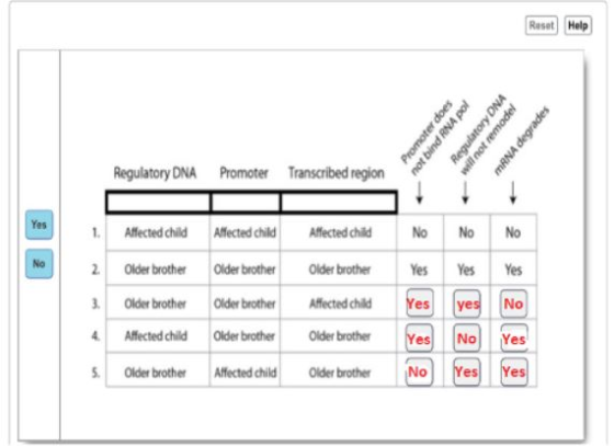 Reset Help Promoter does not bind RNA pol Regulatory DNA will not remodel mRNA degrades Regulatory DNA Promoter Transcribed r