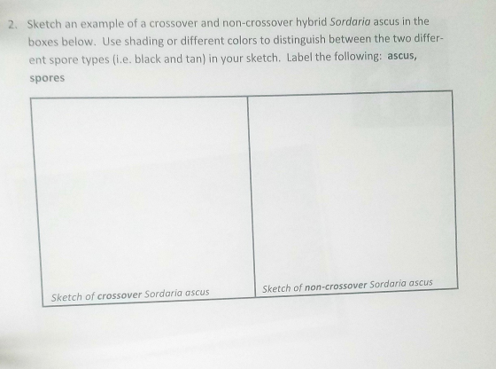 2. Sketch an example of a crossover and non-crossover hybrid Sordaria ascus in the boxes below. Use shading or different colo