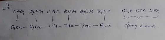 11. CAG GAG CAC AUA GUA G CA UGA UAA UAG 1 - Gen- Geu His-Ile-Val - Ala Brop codons