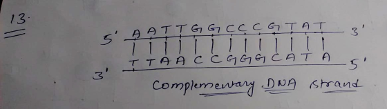 13- 13 s АРТТе са се сетят | | | | | ттен ссссссөтө 5 complementary DNA strand 3