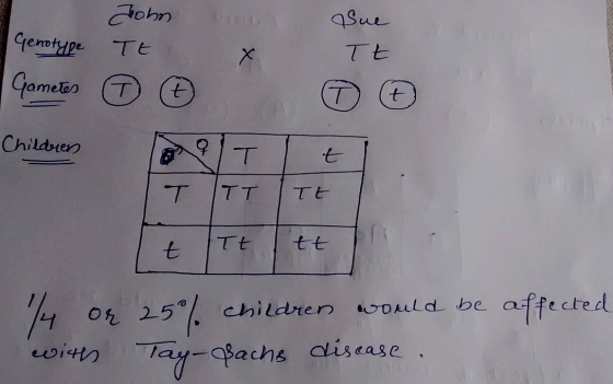 John Sue TE TE Genotype Gametes Х 0 G T t Childrens q T ITT TE t Tt tt a 74 25 children would be affected with Tay-Bachs dise