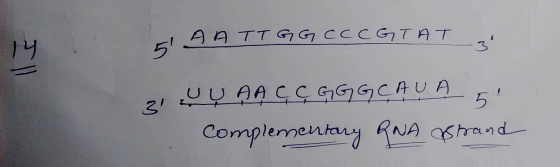 19 5 99 TT е су се сетят UŲ AAÇÇGGGCAUA complementary RNA strand д! 5
