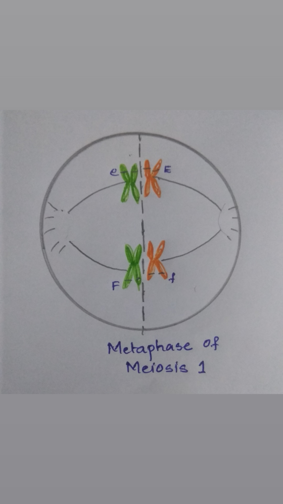 Metaphase of Meiosis 1