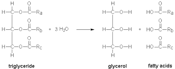H H H-6-0-8 H-6-0-1 HO -Ra Hotel ro2470 Ho_İ_Ro H-C-0 H-C-0-H 0 HO -Rc H-C-0- 1. H H-C-0-H H エー triglyceride glycerol fatty a