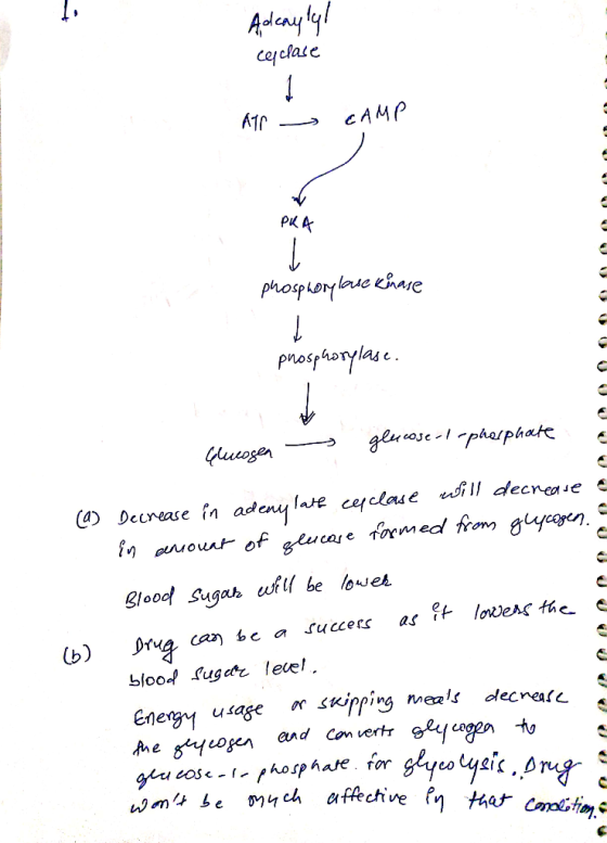 cerclasc PK A (a) Decrease in adeu la e ceイclau e will decnen e in anour of Beu cas e formed from glycogen . lood Sugas uf be