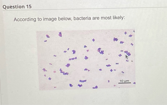 Question 15 According to image below, bacteria are most likely: 10 um