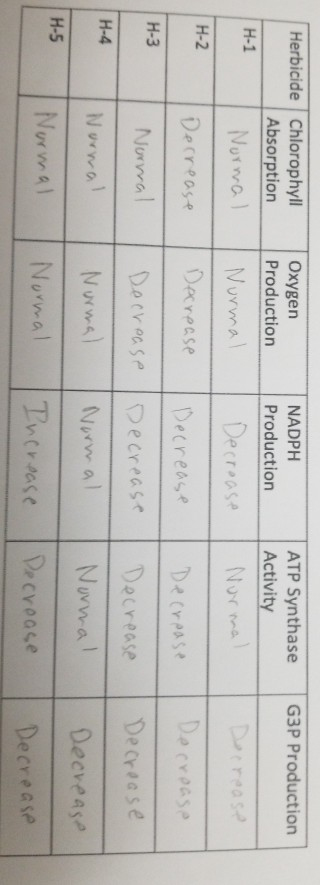 Herbicide Chlorophyll Absorption H-1 Normal G3P Production Oxygen Production Nurmal NADPH Production ATP Synthase Activity No