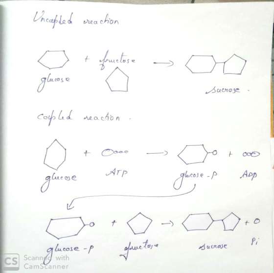 Uncapted creaction prucluse 04 Sucrose - oled reaction - nt Osco - dor do Ат? glucose glucese -p App Sucrose glucose -p Scann