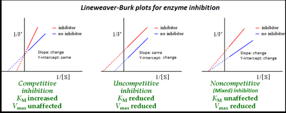 Lineweaver-Burk plots for enzyme inhibition -inhibitor - no inhibitor - inhibitor - no inhibitor - inhibitor -no inhibitoi I/