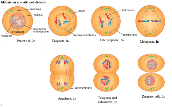 Mitosis, or somatic cell division centrioles aster centromere nucleus duplicated chromosome cytoplasm nucleolus nuclear membr