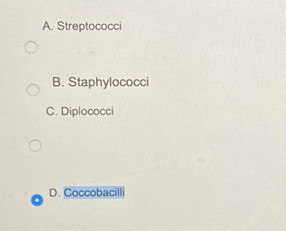 A. Streptococci B. Staphylococci C. Diplococci D. Coccobacilli