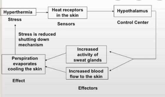 Hyperthermia Stress Heat receptors in the skin Hypothalamus Sensors Control Center Stress is reduced shutting down mechanism