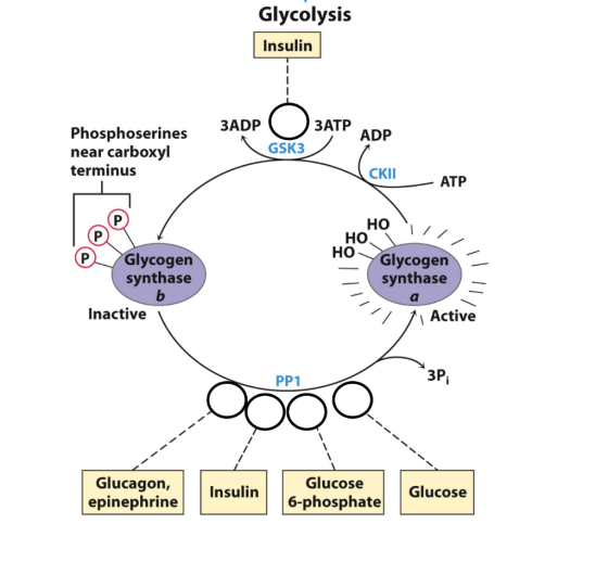 Glycolysis Insulin Phosphoserines near carboxyl terminus 3ADP ЗАТР ADP GSK3 СКІ ATP АТР HOT HOHOHO HO Glycogen synthase Glyco