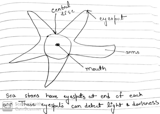 Central dise eyespot mouth Sea stars have eyesputs at end of each cary Scalinesewithey espots can detect light & darleness