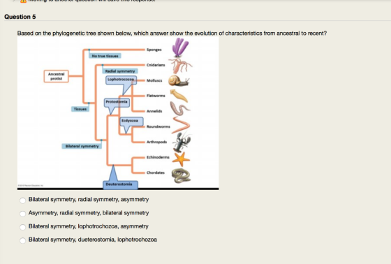 MIUVY O UNULUI quuULIO Question 5 Based on the phylogenetic tree shown below, which answer show the evolution of characterist
