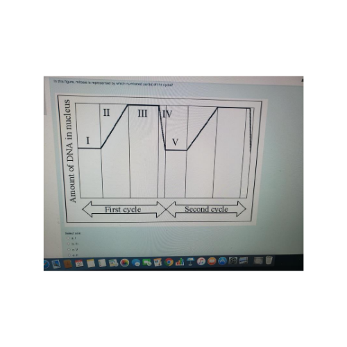 II III IV Amount of DNA in nucleus M First cycle Second cycle