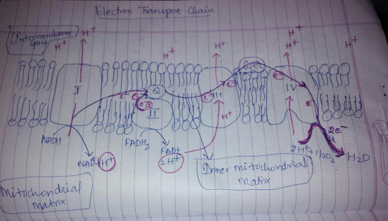 Election Transport Chain, brune / HP Spacer 998 theoooooo0000- B0001 N BBBB000 NADH FADH, PADI DUD Dale V 2 HE71120 H2O NABUH